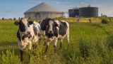 Long-awaited biomass strategy leaves many questions unanswered