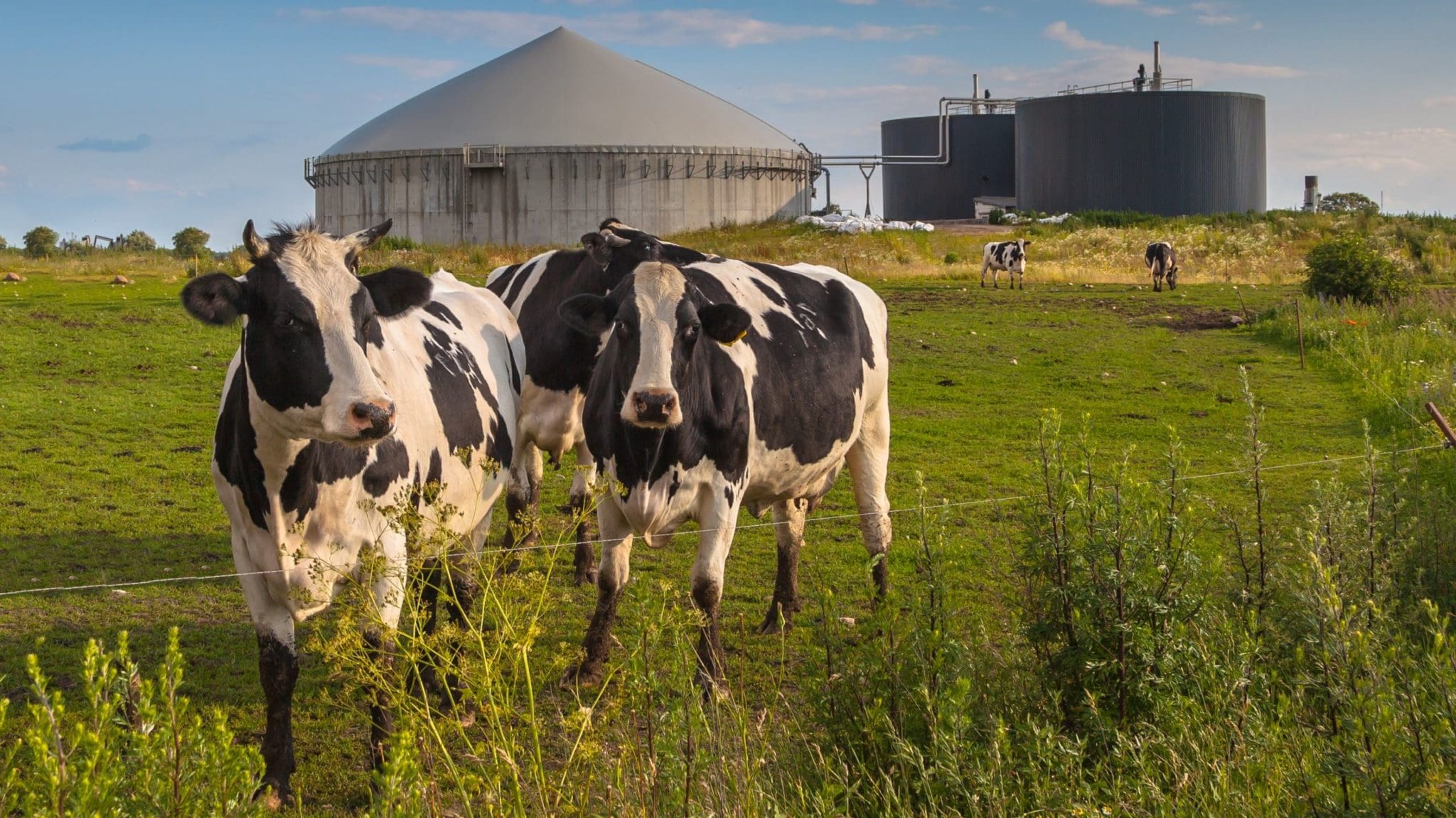 Long-awaited biomass strategy leaves many questions unanswered