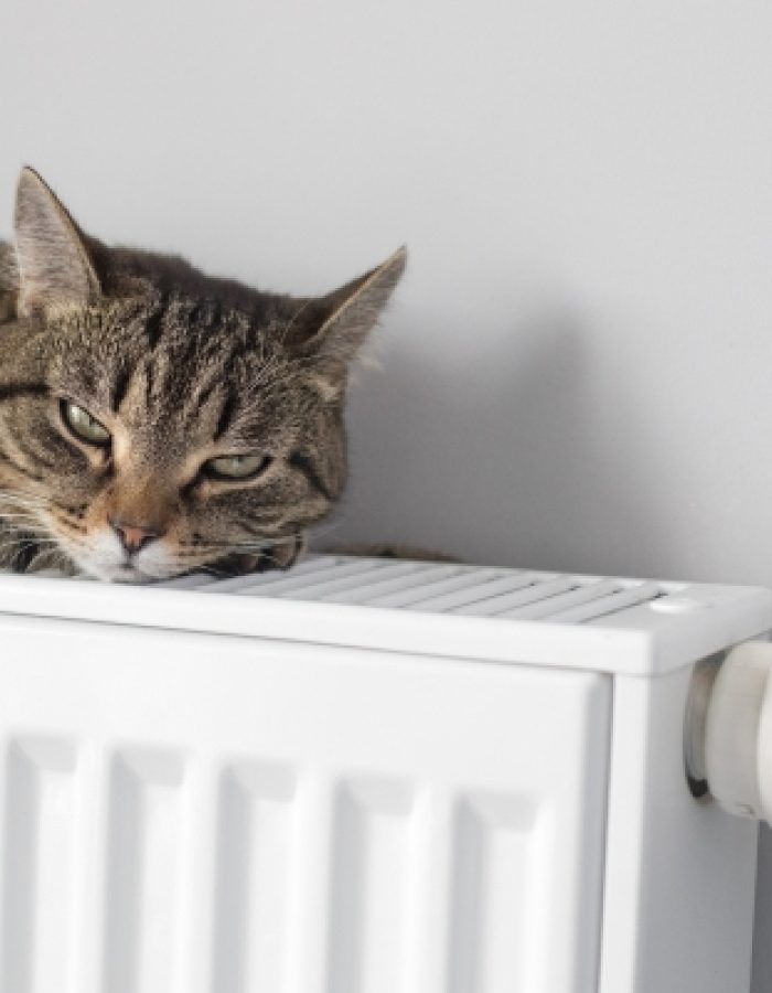 Cat on warm radiator iStock-1344719640 R